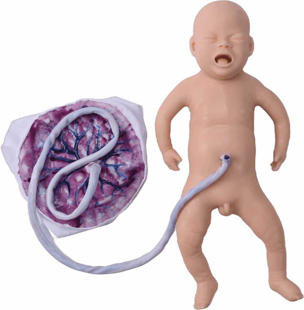 Modello anatomico di parto con bacino e feto
